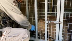 Chile: El primer país de la región en vacunar animales contra el Covid-19