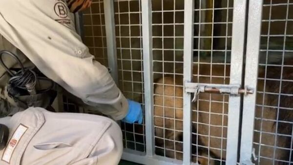 Chile: El primer país de la región en vacunar animales contra el Covid-19