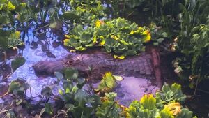 Piden evitar acercarse a yacaré que sale del lago en CDE