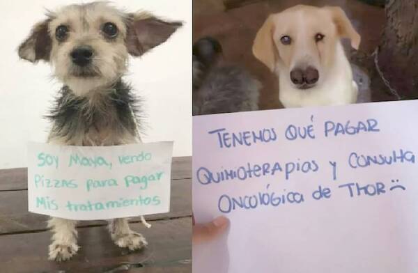 Crónica / Firulais venden pizza para poder costear tratamientos y remedios