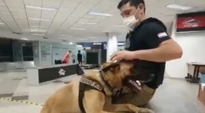 El can Messi impide envío de drogas al exterior