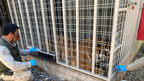 Chile: El primer país de Latinoamérica en vacunar a animales contra el COVID-19