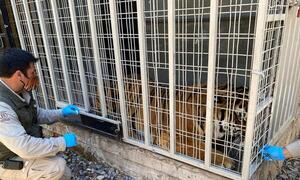 Chile, el primer país de Latinoamérica en vacunar a animales contra la covid – Prensa 5