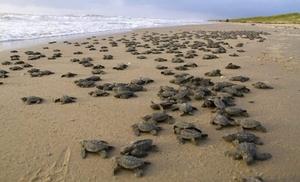Diario HOY | Las tortugas marinas regresan a las playas de Tailandia gracias a la pandemia