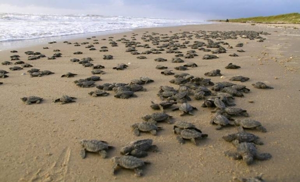 Diario HOY | Las tortugas marinas regresan a las playas de Tailandia gracias a la pandemia