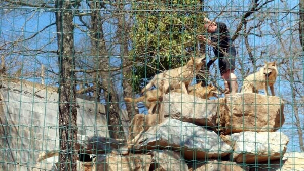Diario HOY | Una manada de lobos se escapa de su jaula en un zoo de Francia