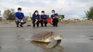 Tortugas marinas regresan a playas de Tailandia gracias a la pandemia