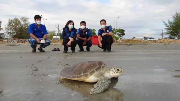 Tortugas marinas regresan a playas de Tailandia gracias a la pandemia
