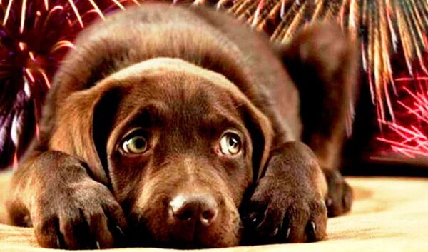 Miedos a ruidos fuertes y fobias en los perros - Mascotas - ABC Color