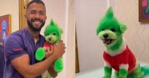 La Nación / Estilista canino tiñó a su perrito como El Grinch pero causó el enojo de sus seguidores