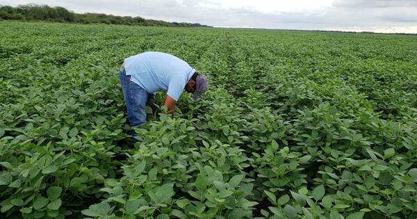 La Nación / Falta de lluvias empeora escenario para la soja