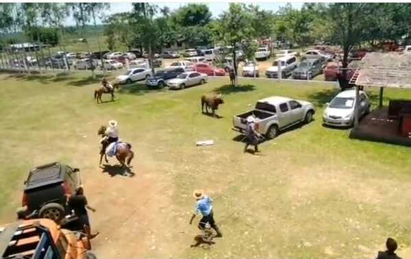Susto en torín: Toro escapó de su corral y persiguió al rollo