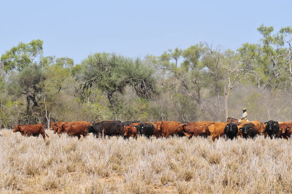 Presentan herramienta de mapeo genético que mejorará el ganado paraguayo