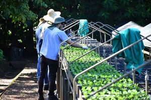Vivero de Itaipú produjo casi 1.200.000 plantines en el año - ABC en el Este - ABC Color