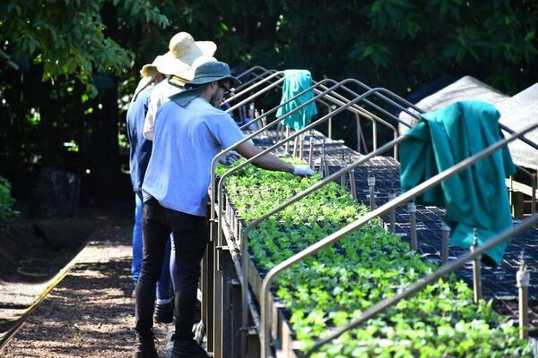 Vivero de Itaipú produjo casi 1.200.000 plantines en el año - ABC en el Este - ABC Color