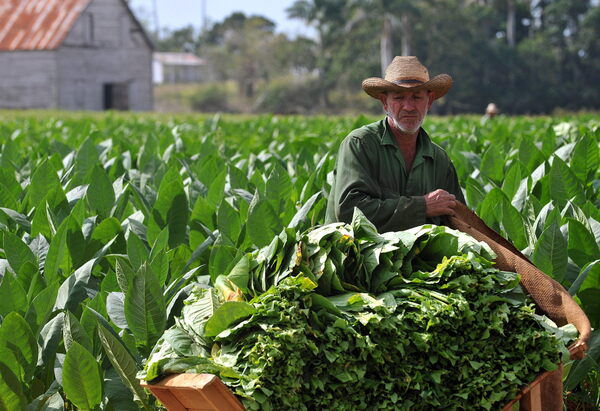 Cuba reduce un 10 % la siembra de tabaco en esta campaña por falta de insumos - MarketData