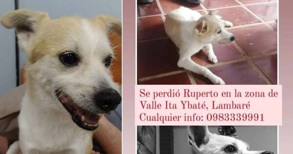 La Nación / Publicaciones de mascotas perdidas durante celebración navideña inundaron las redes sociales