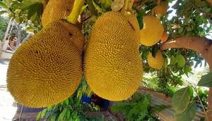 Crónica / Jardinero hace su “agosto” con una exótica fruta que cura “25 males”