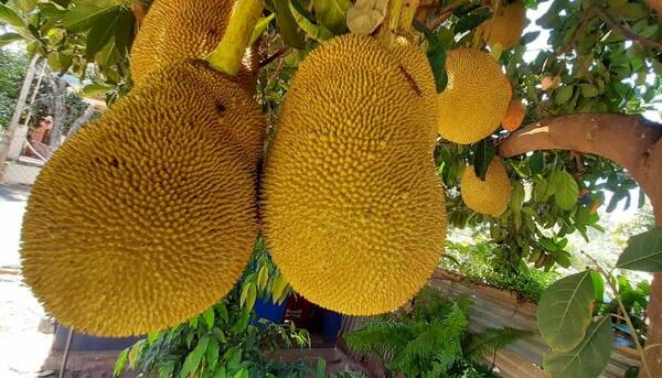 Crónica / Jardinero hace su “agosto” con una exótica fruta que cura “25 males”
