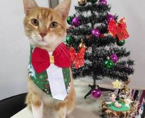 Crónica / “Michi funcionario” causó furor en redes con su look navideño
