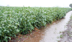 Falta de lluvias empeora escenario para la soja