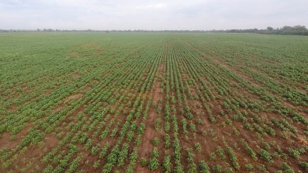 Mediante parcelas demostrativas buscan variedades de cultivo que se adapten al Chaco