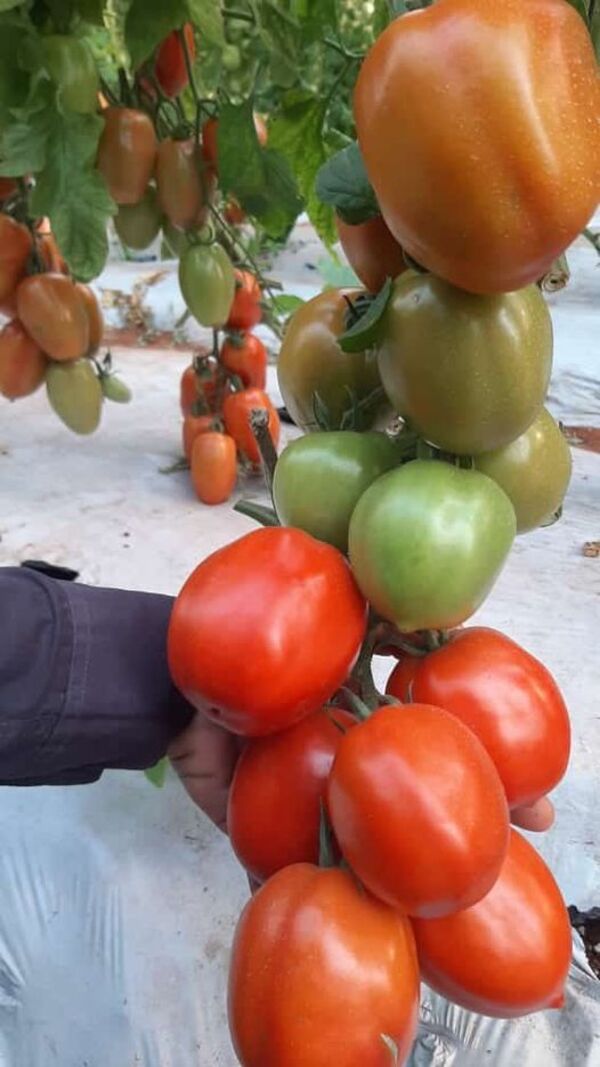 Escasez eleva precio del tomate a G. 12.000 el kilogramo - Nacionales - ABC Color