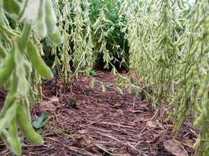 Soja está en situación crítica por falta de lluvias y altas temperaturas