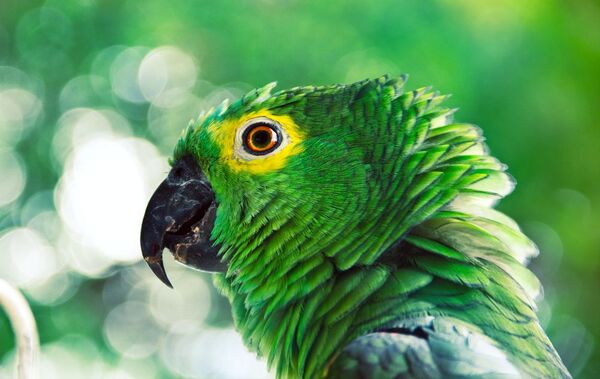 800 loros que vivían en una habitación en EE.UU. ahora están en un refugio para animales