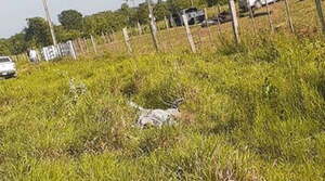El primer cuerpo hallado sufrió 10 impactos de bala, según forense - Noticiero Paraguay