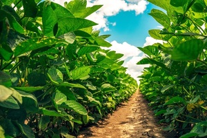 Zafra de soja 2021/22 sufrirá un bajón por falta de lluvias