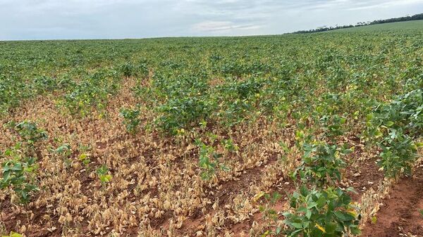 Si se confirman pérdidas en el Agro, el impacto en el PIB será significativo en 2022 - Nacionales - ABC Color