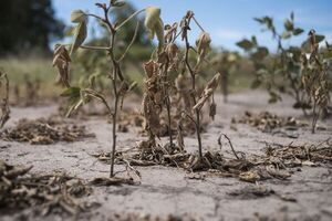 PBI agrícola podría bajar 27% a causa de la sequía, estimó especialista