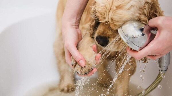 ¿Cada cuanto hay que bañar a nuestros perros? - Mascotas - ABC Color