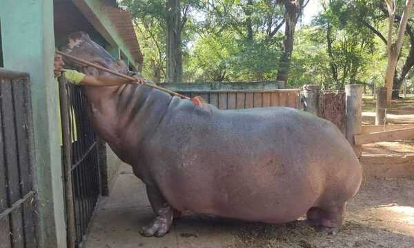 “Chiquito”, el hipopótamo que recibe sesiones de masajes todos los días - OviedoPress