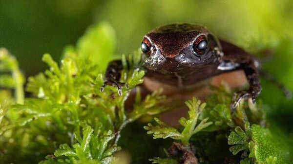 Ecuador halla nueva especie de rana diminuta - Ciencia - ABC Color