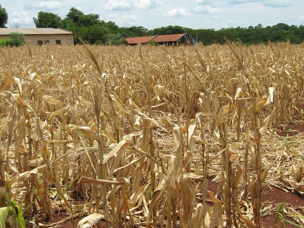 Sequía preocupa a productores ya que amenaza a las primeras cosechas del año entrante