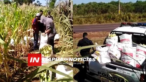 CAPTURAN A “ROBACHOCLOS” EN FRAM: UNO FINGIÓ SER DUEÑO DEL CULTIVO AJENO. - Itapúa Noticias