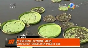 Reaparecen los yacaré yrupé en Limpio