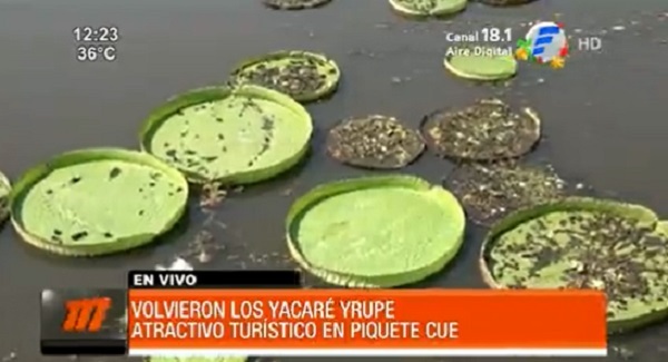 Reaparecen los yacaré yrupé en Limpio