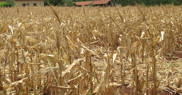 La Nación / Diputada pide al Ejecutivo atender al sector productivo afectado por la sequía