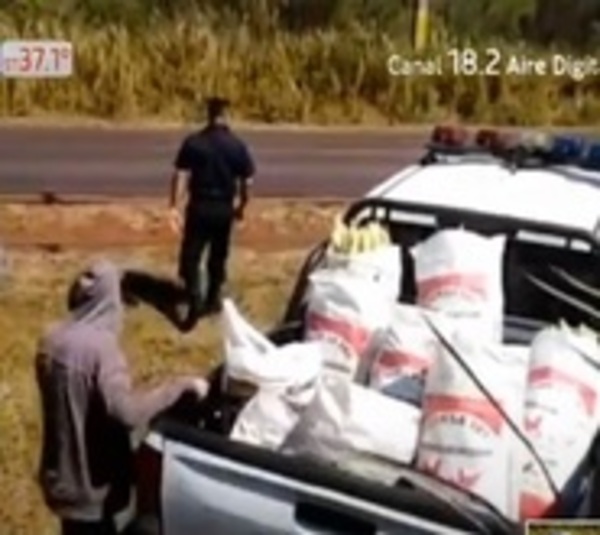 Ni las cosechas de choclo se salvan de malvivientes - Paraguay.com