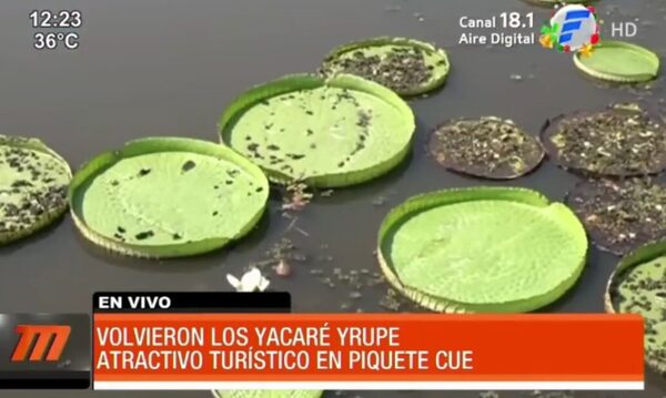 Volvieron los Yacaré Yrupe en Limpio | Telefuturo