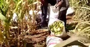 La Nación / “Robachoclos” fueron detenidos con bolsas cargadas y fingiendo ser dueños de cultivos