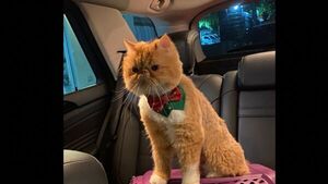 Ofrece 4 millones a quien le devuelva sanito a su gato perdido