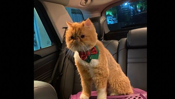 Ofrece 4 millones a quien le devuelva sanito a su gato perdido