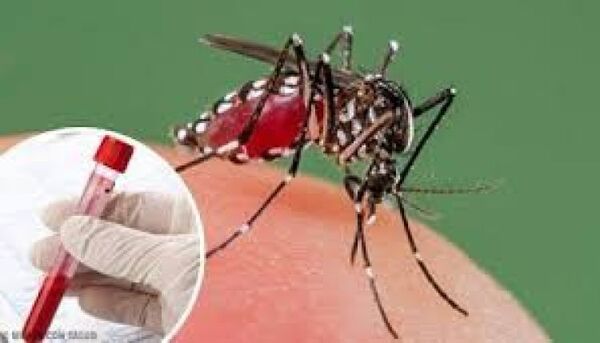 Asunción y Central concentran el 60% de las notificaciones de dengue