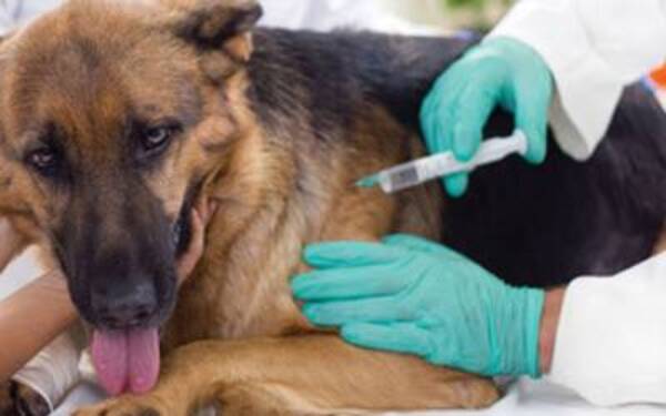 Realizan jornada gratuita de vacunación y desparasitación de mascotas este jueves