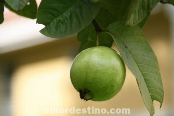 Hoja de Guayaba: Mascarilla para remover manchas, la apariencia del acné, arrugas y aclarar la piel