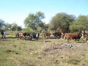 Prolongada sequía afecta al sector ganadero en Itapúa